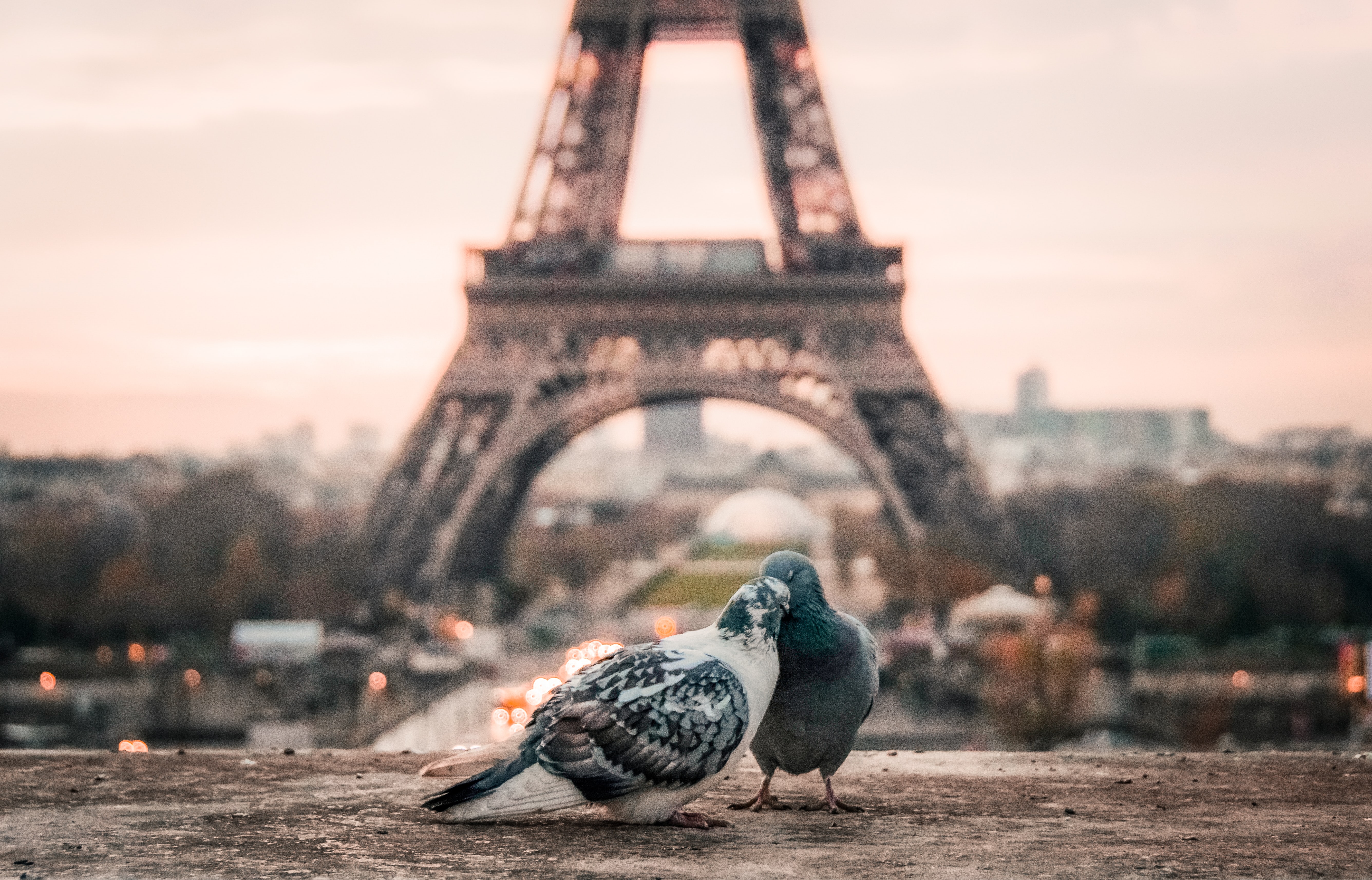 2 pigeons expats in France learning the language in front of Eiffel Tower